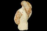 Fossil Heteromorph (Nostoceras) Ammonite - Madagascar #129521-2